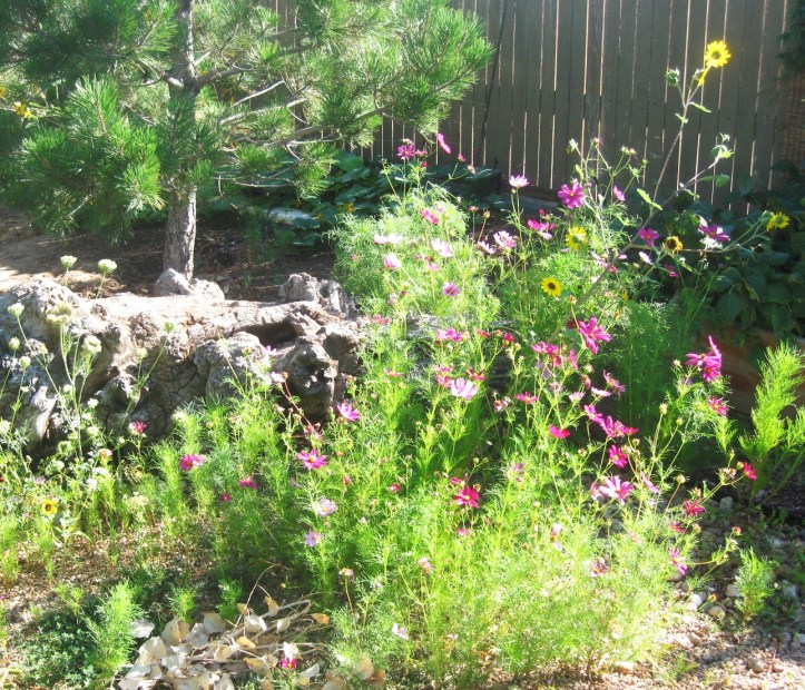 HD - Photo Harvest 010