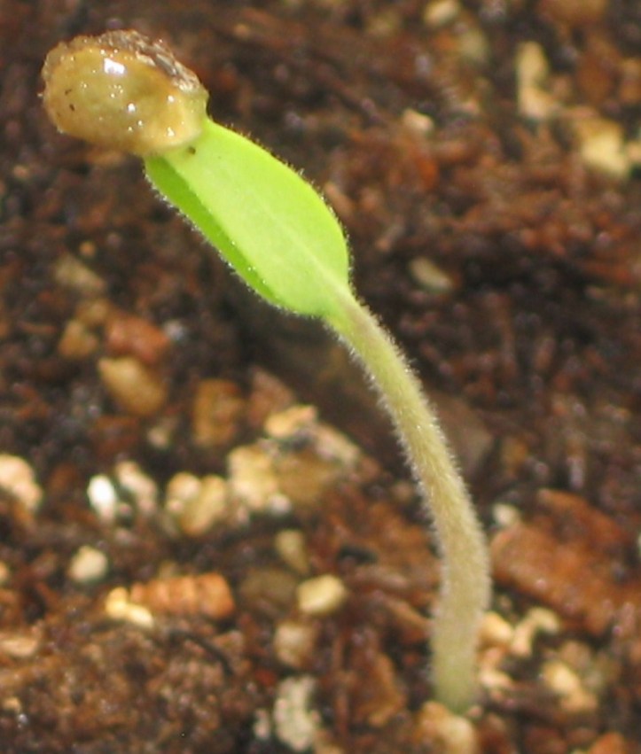 Purple Cherokee Heirloom Seedling 2 Days