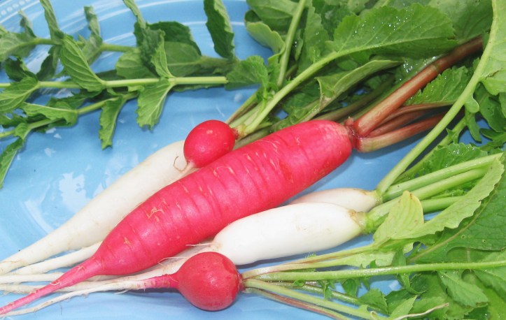 Radishes
