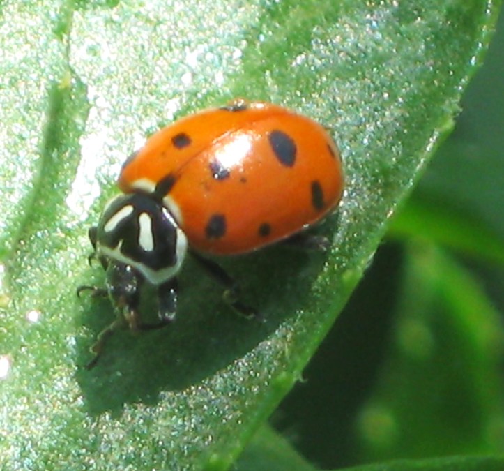 ladybug