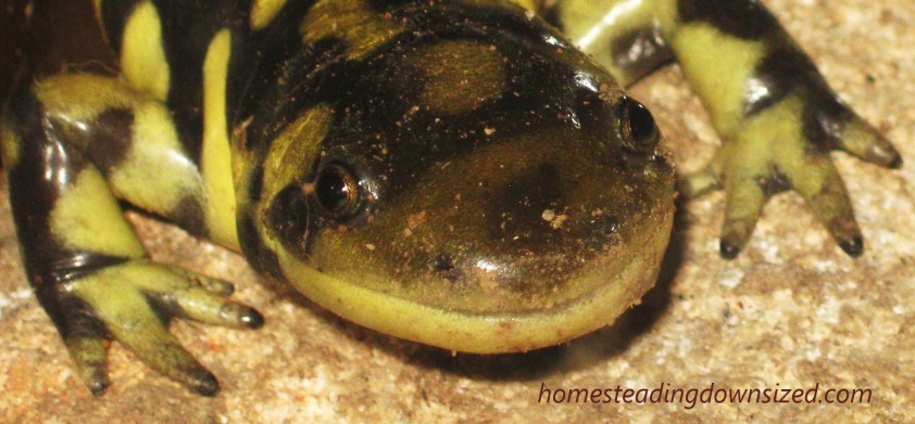 Salamander Smiles