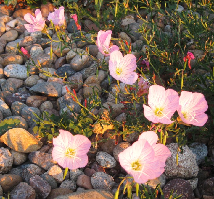 homesteadingdownsized.com