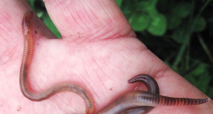 Earth Worm