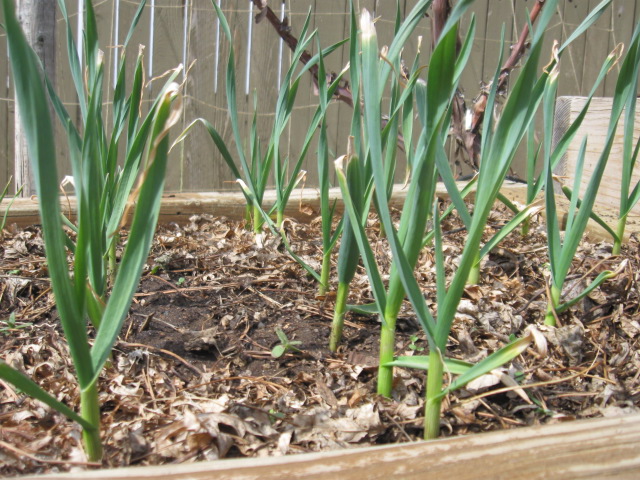Spring Garlic
